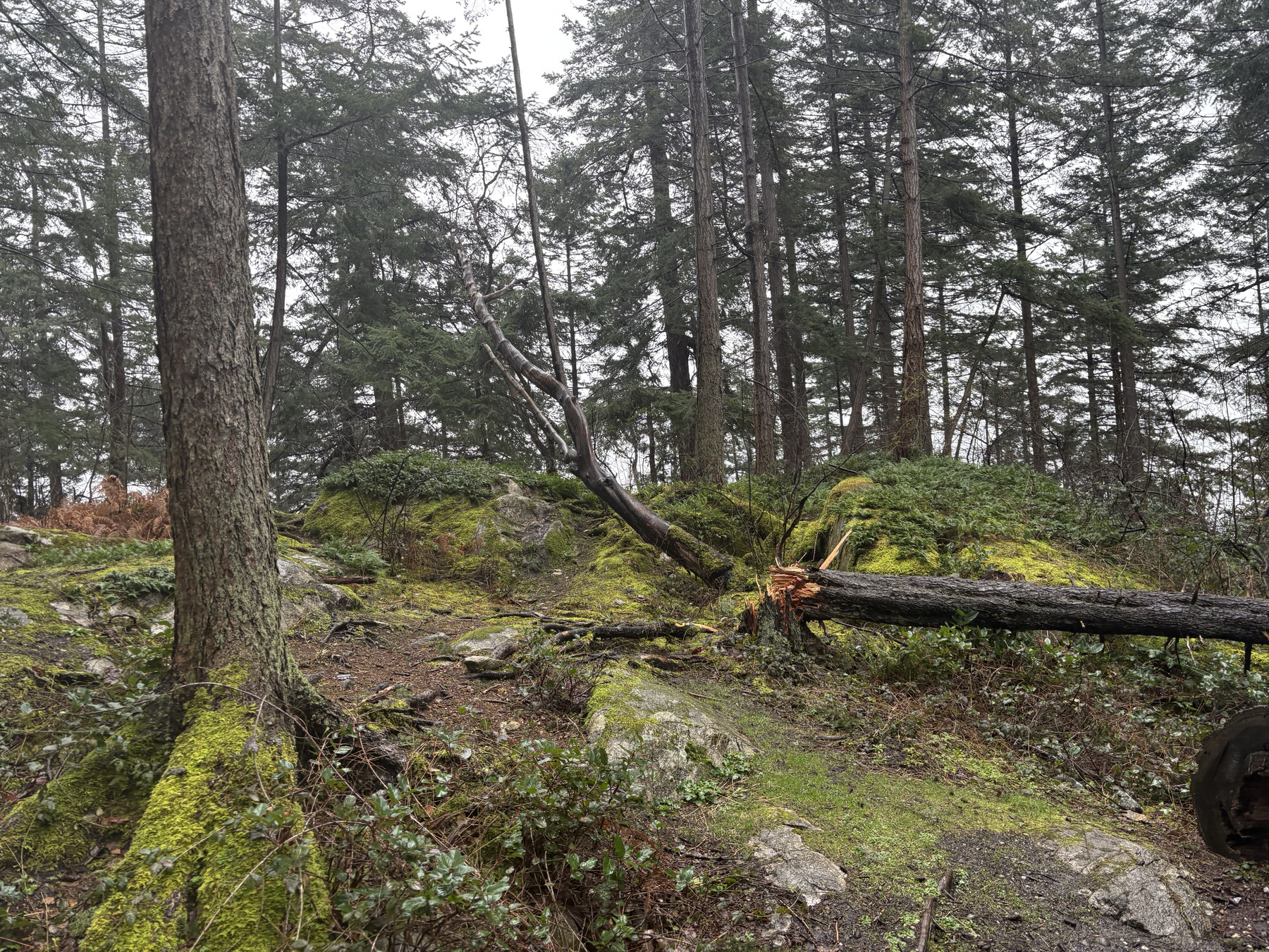 Mossy forest floor with a recently fallen tree, surrounded by evergreens at Lighthouse Park in West Vancouver on an overcast day in March 2025.
